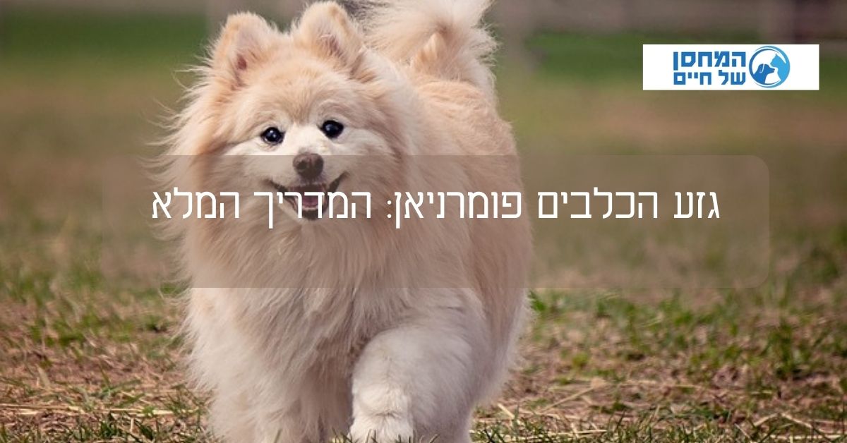 פומרניין
